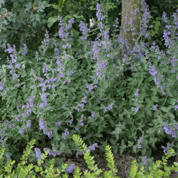 Die 8 Schnsten Dauerblher Fr Den Garten Freudengarten Die 8 Schnsten Dauerblher Fr Den Garten Freudengarten